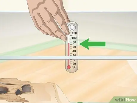 Уход за огнебрюхой жабой (Bombina Orientalis) Шаг 8