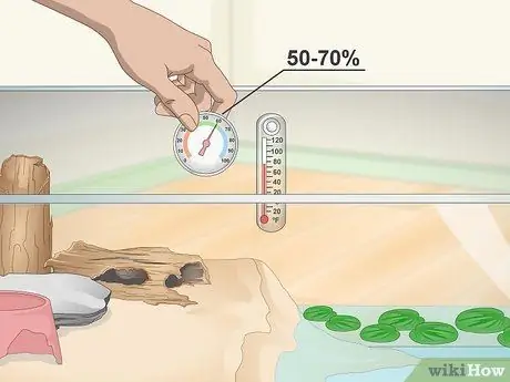 Уход за огненной пузатой жабой (Bombina Orientalis) Шаг 9