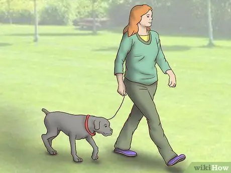 Усыновить приёмную собаку Шаг 16