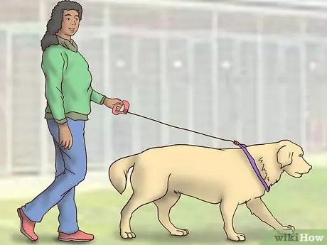 Усыновить приёмную собаку Шаг 8