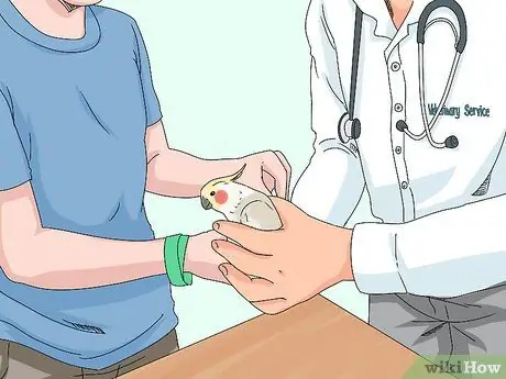 Лечить травмированных корелл, шаг 13