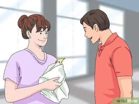 Лечить травмированных корелл, шаг 4