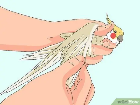 Лечить раненых корелл, шаг 8