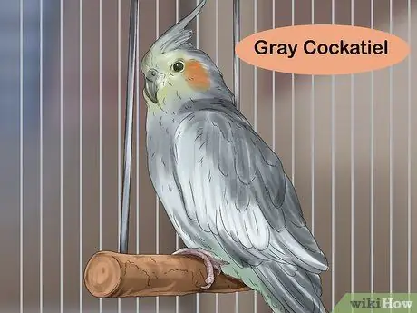 Выберите кореллу Шаг 13