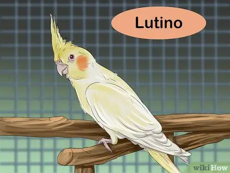 Выберите кореллу Шаг 14