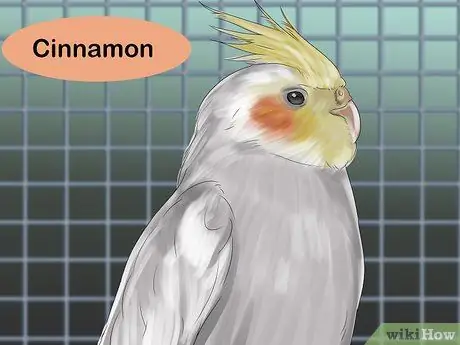 Выберите кореллу Шаг 16