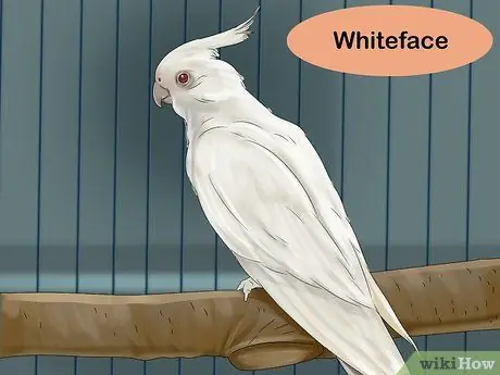 Выберите кореллу Шаг 17