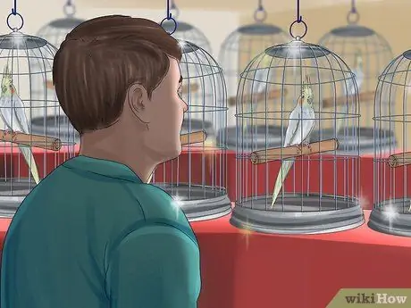 Выберите кореллу Шаг 3