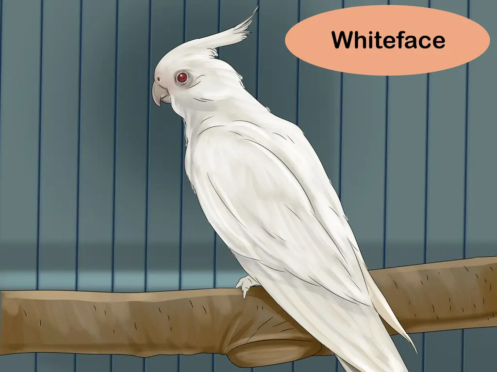 Как выбрать корелла (с иллюстрациями)