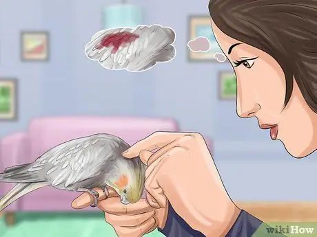 Разберитесь с ночным страхом кореллы, шаг 3