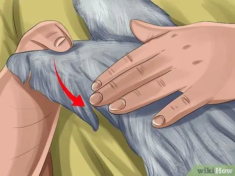 Разберитесь с ночным страхом кореллы, шаг 4