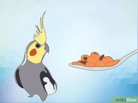 Кормить Кореллы Шаг 13