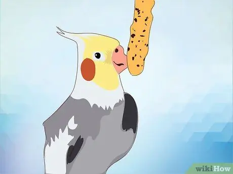 Кормление Кореллы Шаг 14