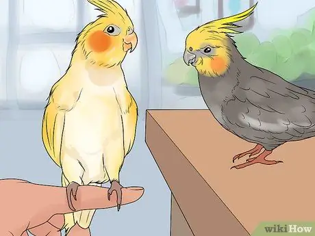 Сохранение нескольких корелл, шаг 2