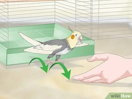 Развлечь кореллу Шаг 10