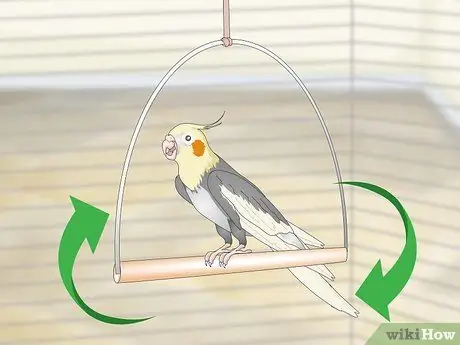 Развлечь кореллу Шаг 2