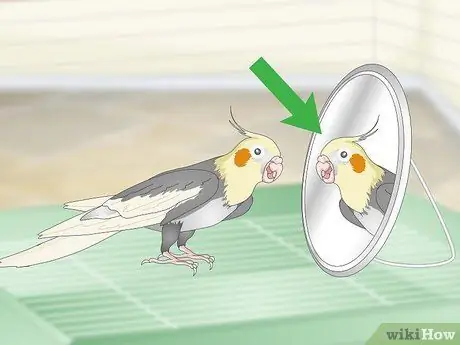 Развлечь кореллу Шаг 3