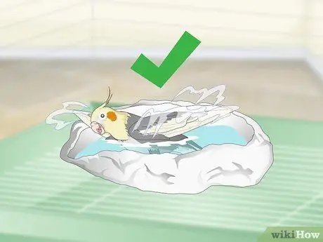 Развлечь кореллу Шаг 4