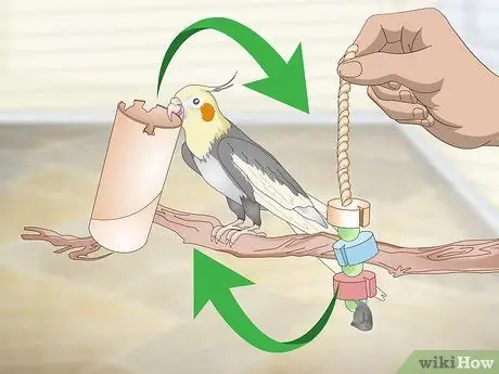 Развлечь кореллу Шаг 5