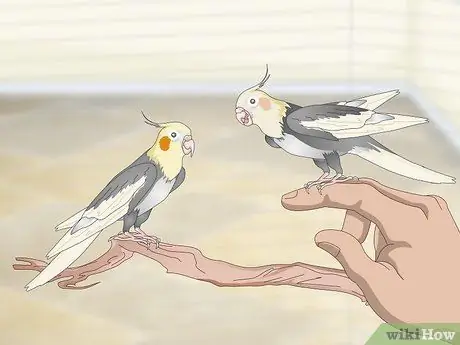 Развлечь кореллу Шаг 6