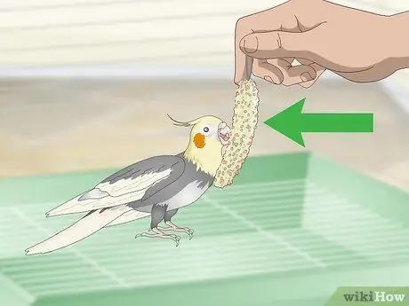 Развлечь кореллу Шаг 7