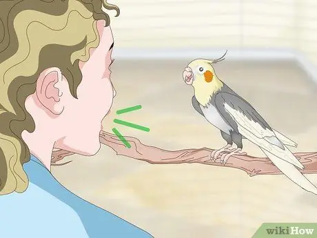 Развлечь кореллу Шаг 8