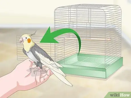 Развлечь кореллу Шаг 9