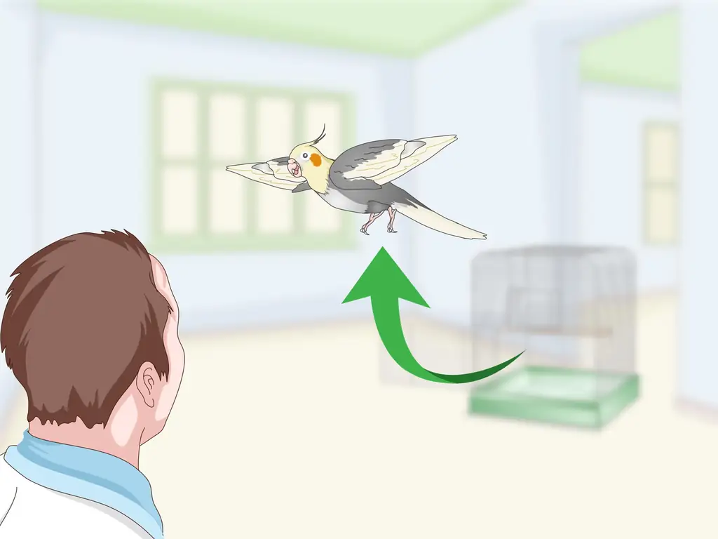 3 способа развлечь кореллу