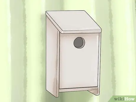 Сохраняйте здоровье корелл во время размножения Шаг 7