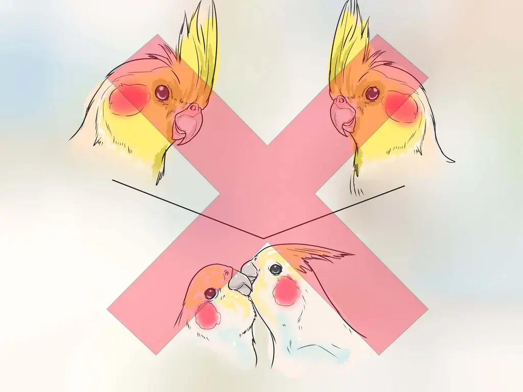 3 способа сохранить здоровье корелл во время размножения