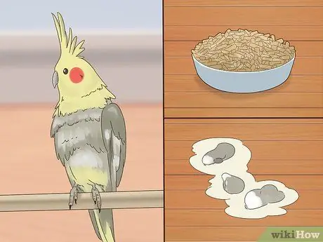 Лечить хламидиоз у корелл Шаг 1