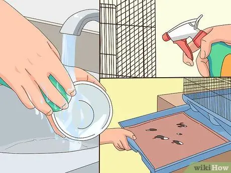 Лечить хламидиоз у корелл Шаг 10