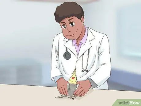 Лечить хламидиоз у корелл, шаг 2