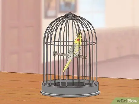 Лечить хламидиоз у корелл Шаг 9