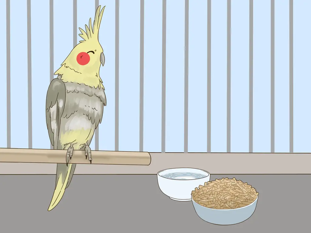 Как лечить хламидиоз у корелл: 11 шагов (с иллюстрациями)