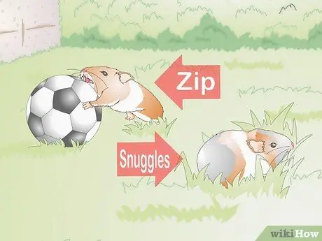 Выберите имя морской свинки, шаг 2