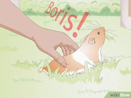 Выберите имя морской свинки Шаг 12