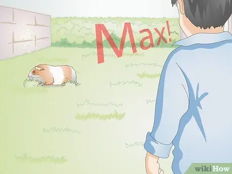 Выберите имя морской свинки Шаг 5