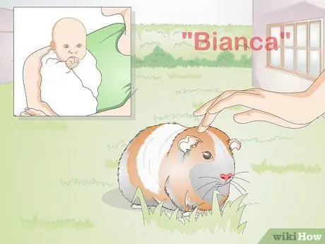 Выберите имя морской свинки Шаг 6