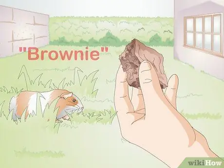 Выберите имя морской свинки Шаг 8