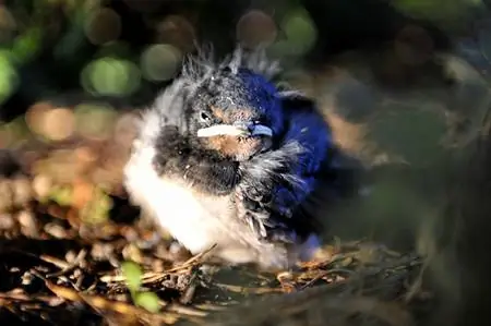 Он тоже не выжил