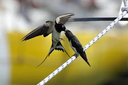 Ему повезло, мать его кормит