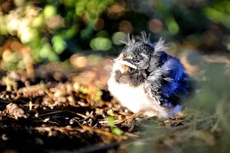 Его ноги голубые, крылья зеленые, его несет смерть