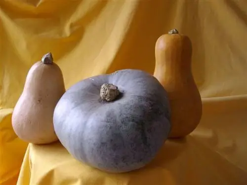 Разные цвета, разные формы