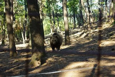 Дневник опыта - Парк дикой природы Будакеси