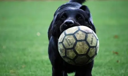 Принесите еще одну пару обуви - семейные программы на выходные