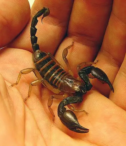 С ядом скорпиона против рака