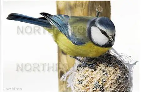 Научите ребенка кормить птицу