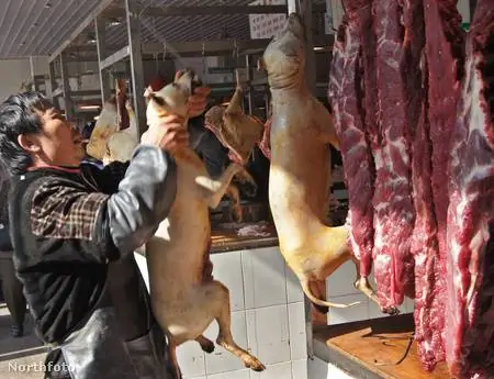 Особое рождественское угощение: собачье мясо