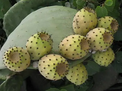 Это как какао, но не так жирно